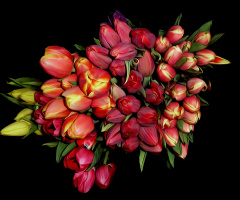 TULPEN