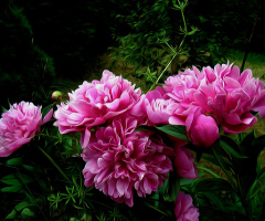 BLÜTEN