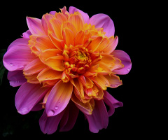 BLÜTE