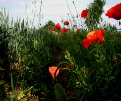 BLÜTEN
