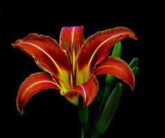 BLÜTE