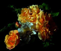 ROSEN