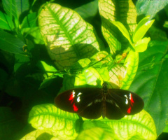 butterfly