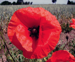 BLÜTE