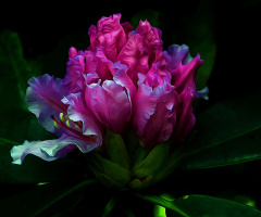 BLÜTEN