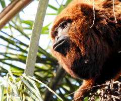 Bugio monkey