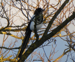 Magpie in the evening sun