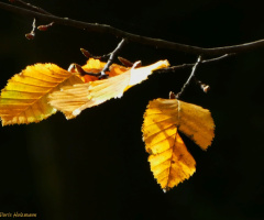 autumn colors 