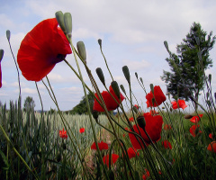 BLÜTEN