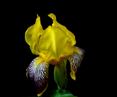 BLÜTE