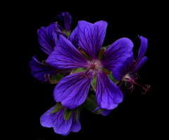 BLÜTEN
