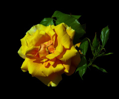BLÜTE