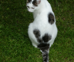 Neighbour's cat 