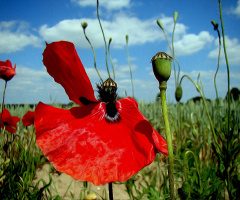 BLÜTE