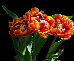 TULPEN