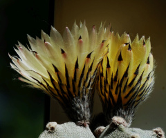Cactus flower