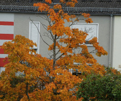 autumn colors 