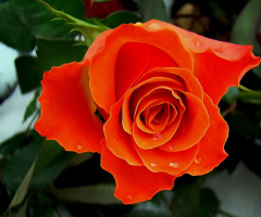 BLÜTE