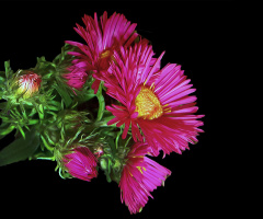 BLÜTE