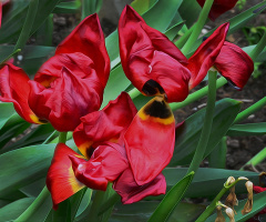 TULPEN