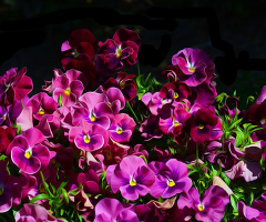 BLÜTEN