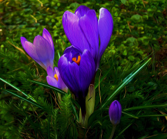 BLÜTEN