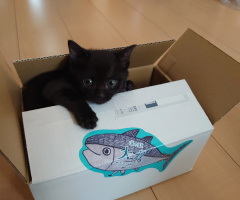 Kitty