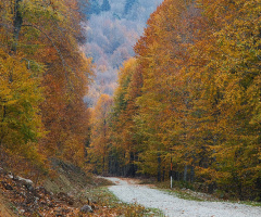 Çataldağda Hazan