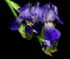 BLÜTEN