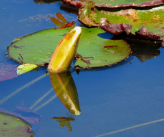 Reflexo