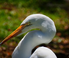 Egret