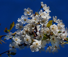 BLÜTEN
