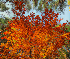 Autumn colors