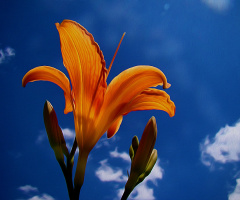 BLÜTE