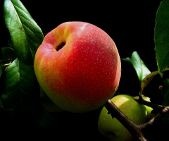 APFEL