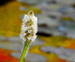 Aquatic plant flower
