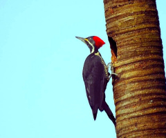 Woodpecker 