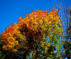 HERBST