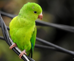 Plain Parakeet