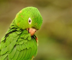 Aratinga leucophtbalma