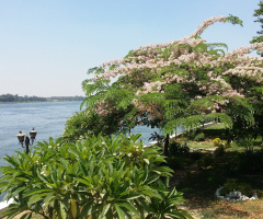 Egypt   - Cairo  - Nile River
