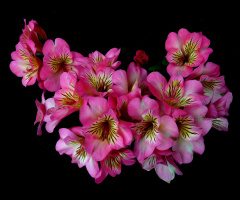 BLÜTEN