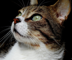Gato