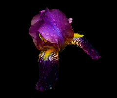 BLÜTE