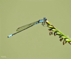 Mini Dragonfly 