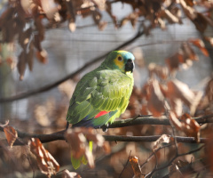 For The Love Of Birds