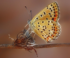 İsli Bakır Kelebek