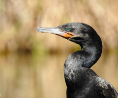 Biguá