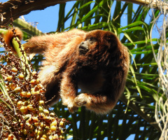 Howler monkey eating coconut