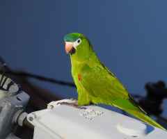Red-shouldered Macaw